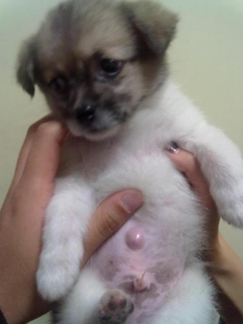 狗狗得脐疝不治疗会死吗,狗狗脐疝修复有必要做吗