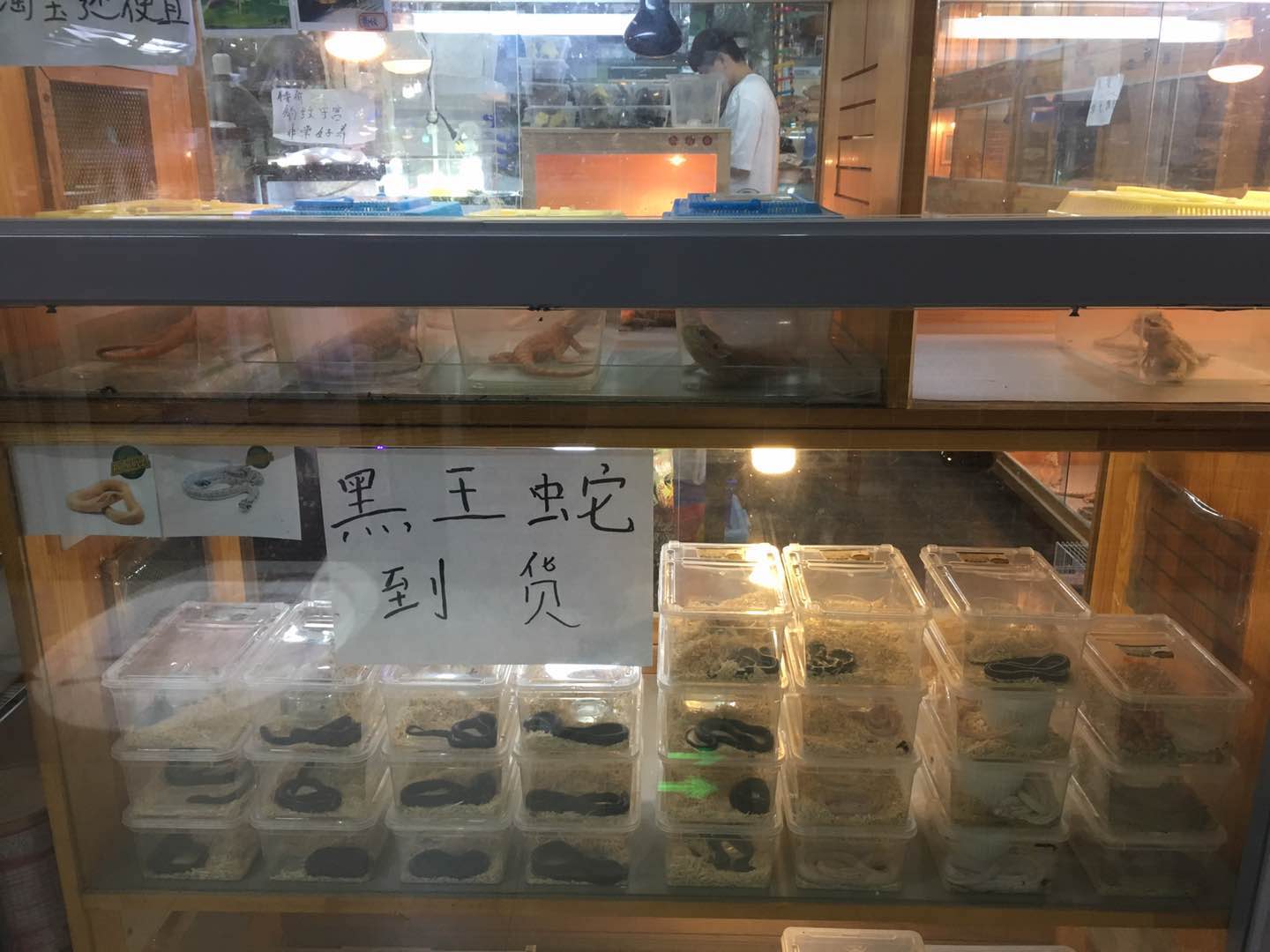 巨蜥被判了几年,巨蜥判几年