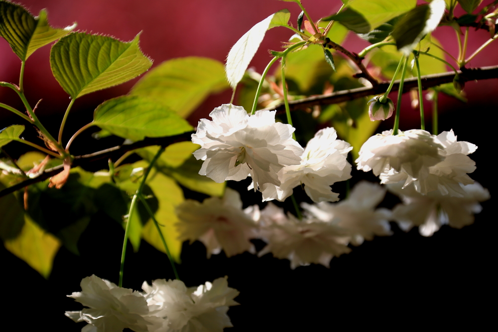 口琴月牙五更,口琴独奏月牙五更简谱