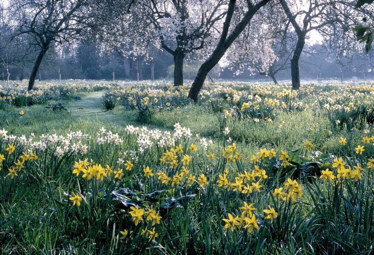 什么花适合送生日花,你的生日代表的花朵及寓意图片