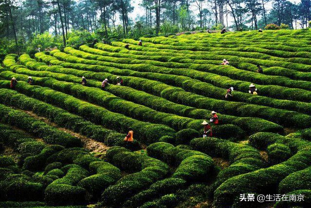 2019年南京美丽乡村游,南京周边美丽乡村游推荐