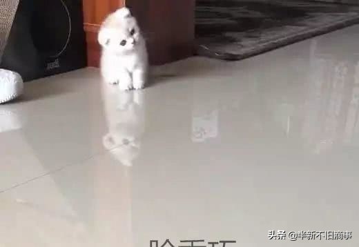 猫咪脖子有点歪怎么办,猫咪睡觉把耳朵都睡歪了