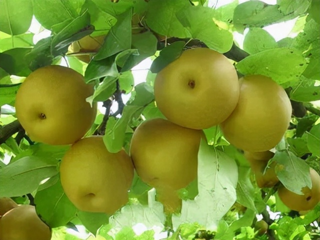 宁波适合种什么水果,宁波南洋水果