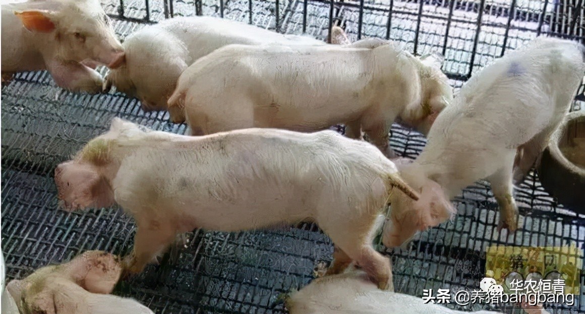 冬季如何预防小猪流行性腹泻,猪秋季腹泻的治疗方法