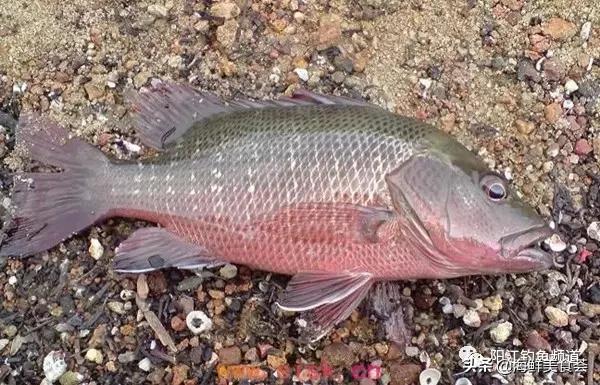 十种最受欢迎的海鱼,钓鱼人最爱的海鱼