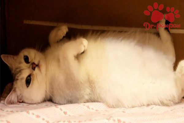 爪爪博士为你解答猫咪便秘的原因,爪爪博士脓皮症特效药