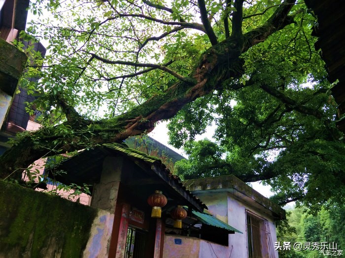 乐山五通桥小西湖美食广场,乐山小西湖