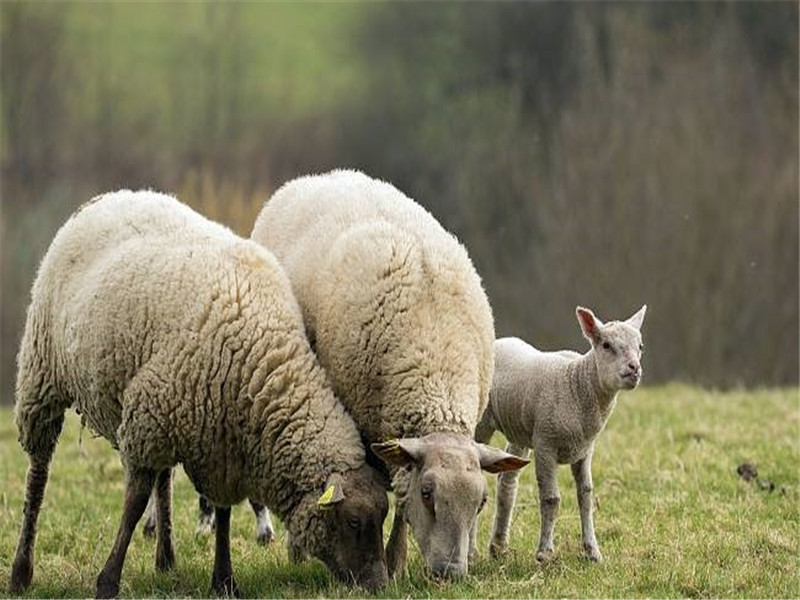 羊羔不精神怎么办,羊羔不愿意吃怎么治