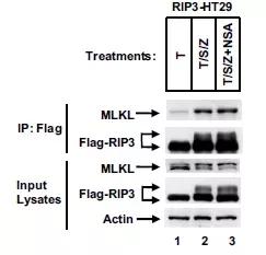 跟大牛学习,跟大牛学什么技术好