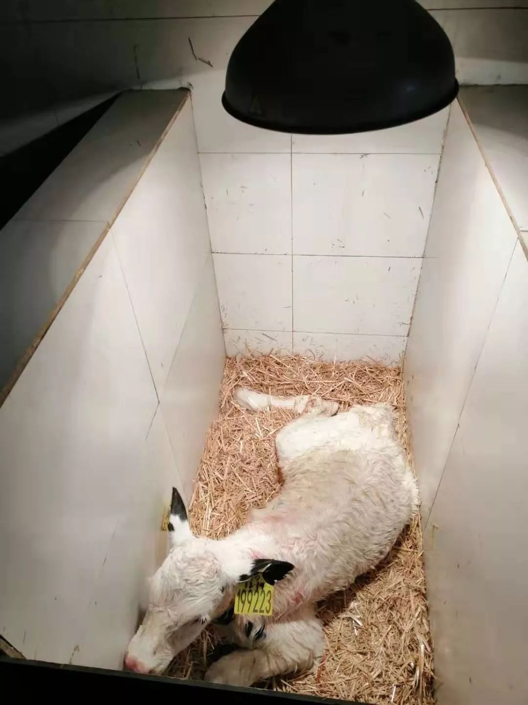 小奶牛出生全过程,牛宝宝是怎么出生的