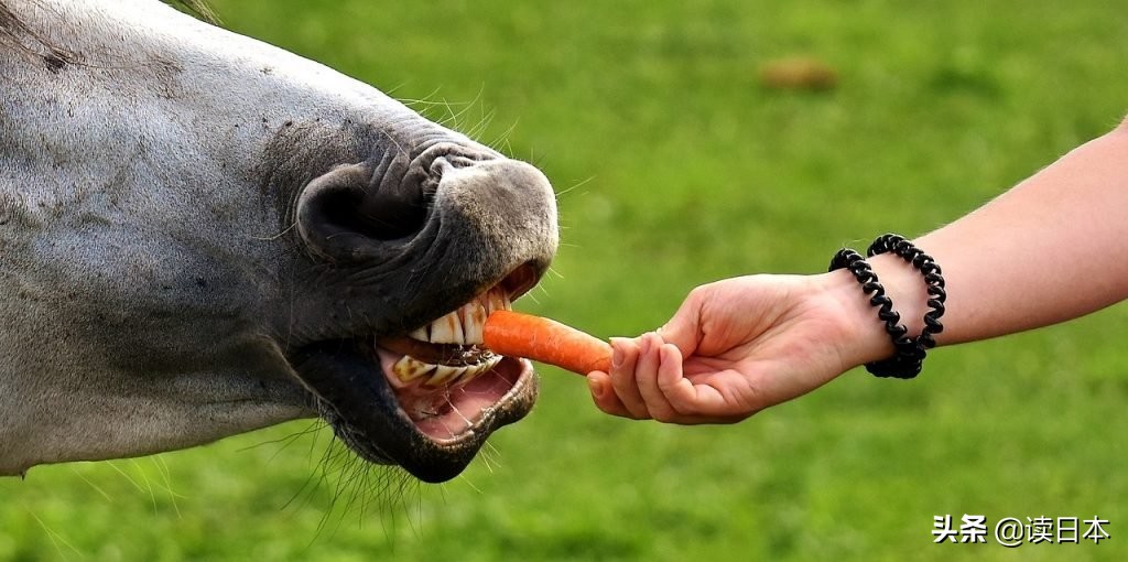 沙雕手办日本小哥,日本沙雕手办小哥哥