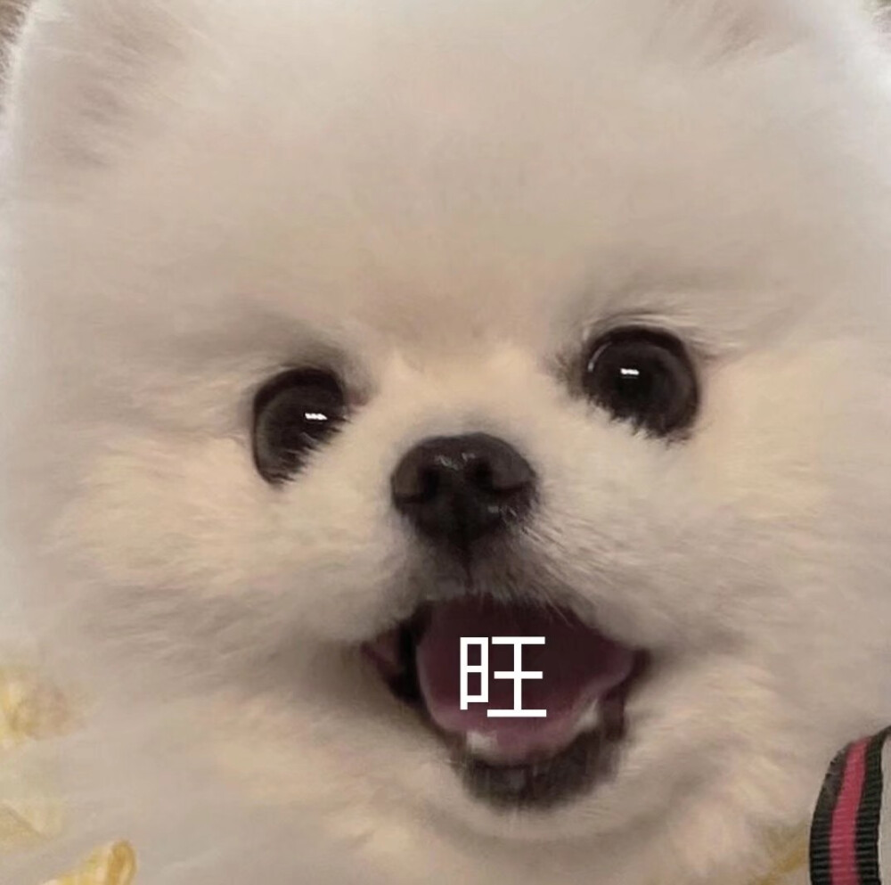 表情包大全可爱简单,可爱表情包我就是个不争气的东西