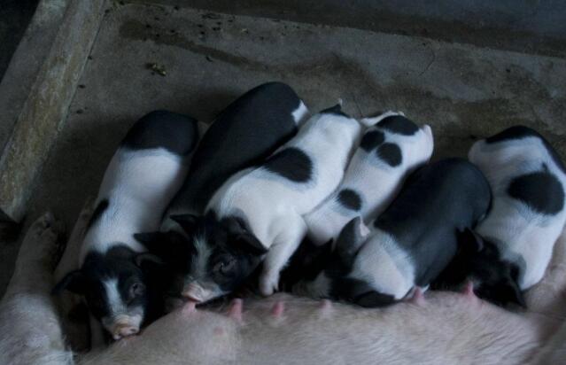 母猪产前三天饲养管理,母猪产前饲养全过程