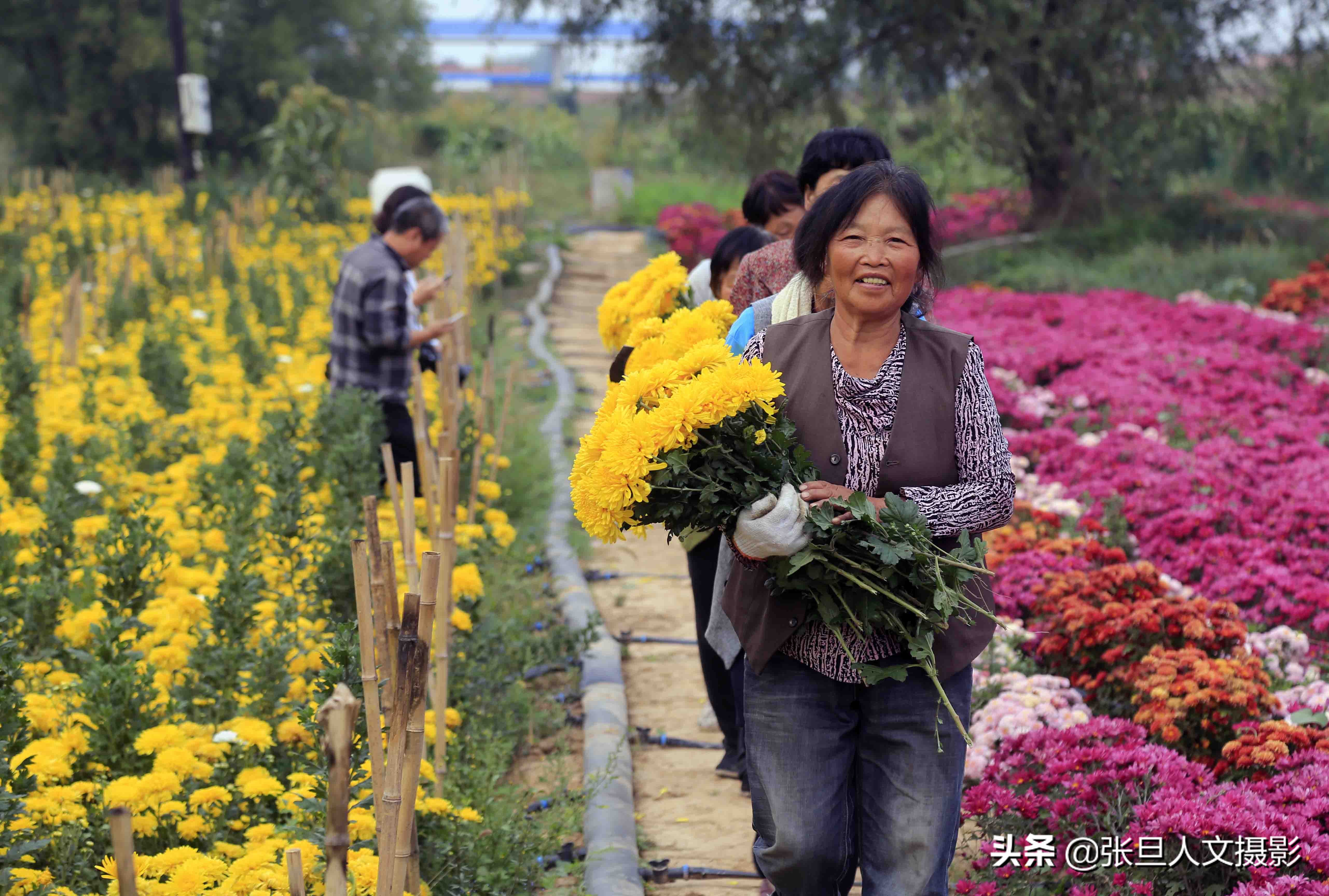 自家200多亩菊花种植基地,菊花种植一亩真实利润山西
