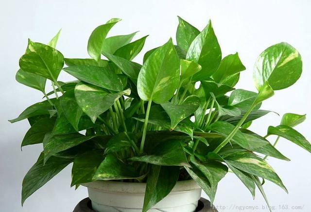 绿萝怎么养才能更旺盛不会变绿,绿萝为啥养着养着就稀疏了