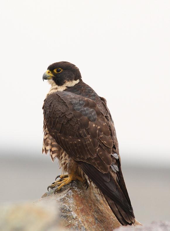 “争”来的一亩地，“让”出的一片天