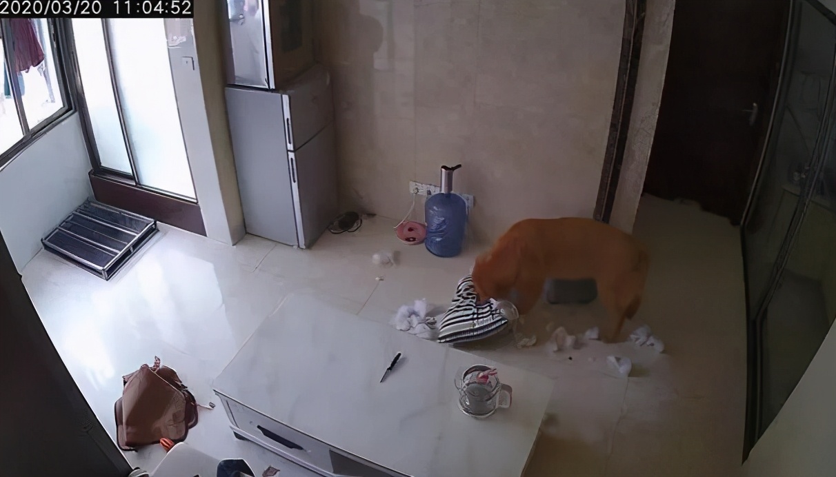 金毛把家淹了后续,金毛被阉