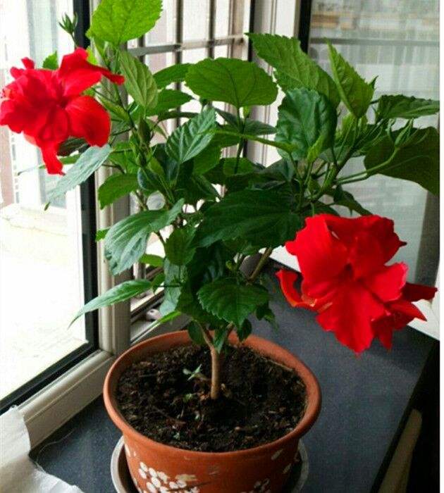 10种易养活的室内植物花,100种家庭花卉种植盆栽大全