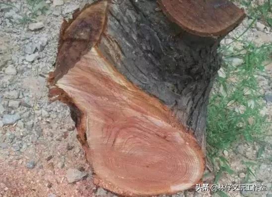 香椿木做珠子好吗,生长几年香椿木可以做手串