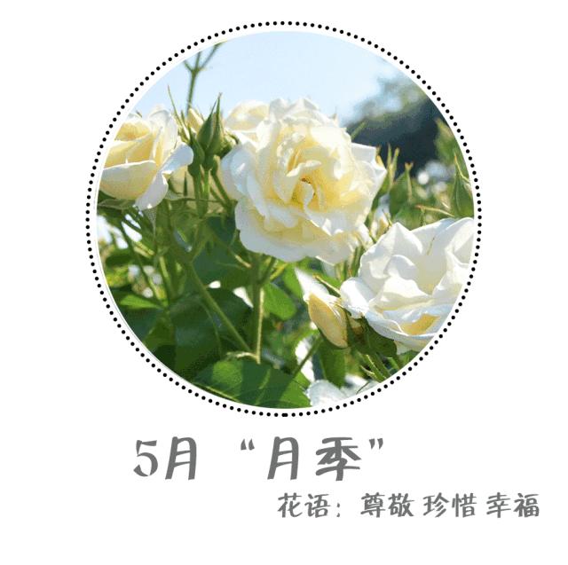 魔都四月赏花,魔都春季赏花好地方