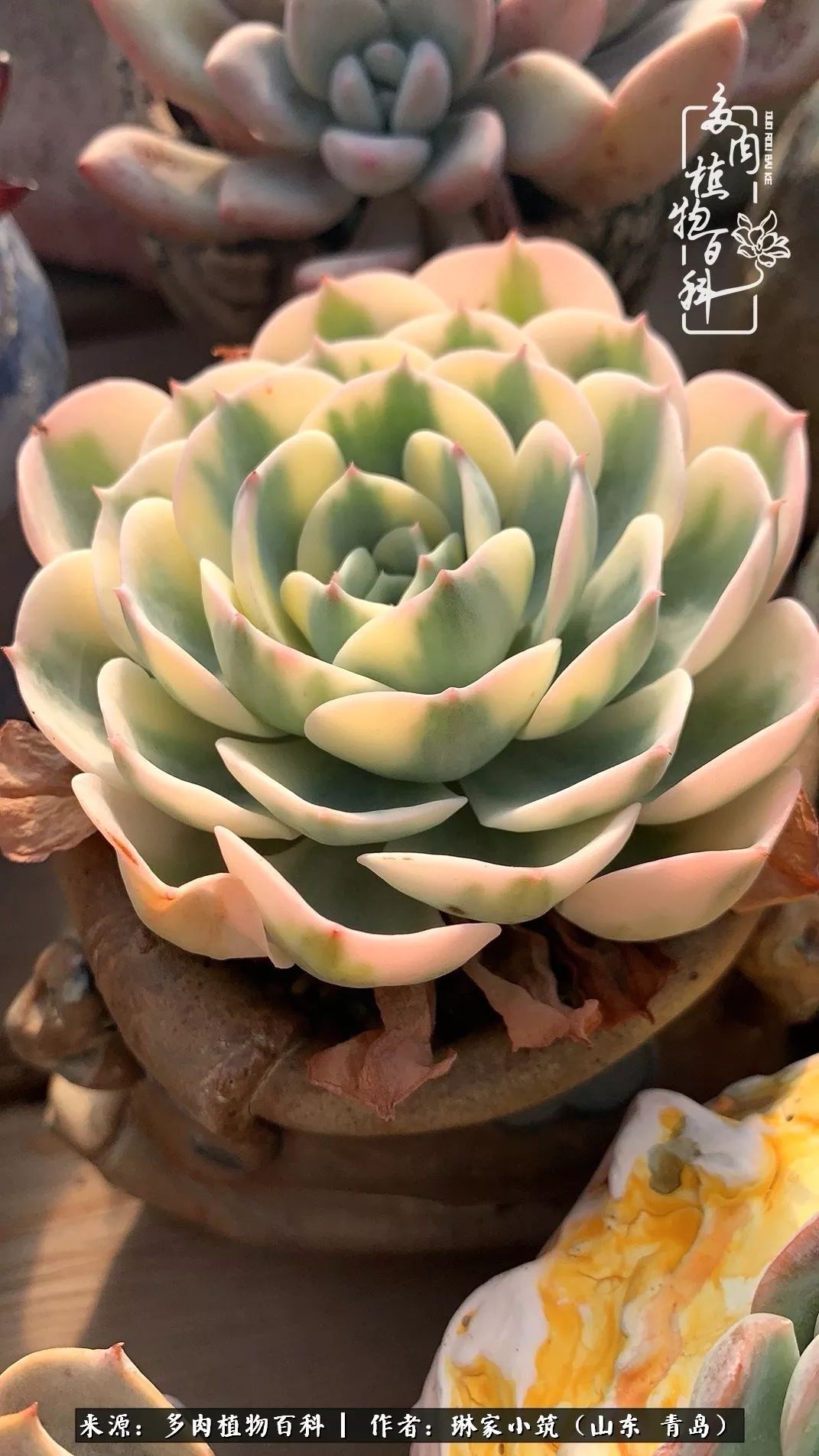 多肉冬季搬进屋里前需要浇水么,多肉过冬