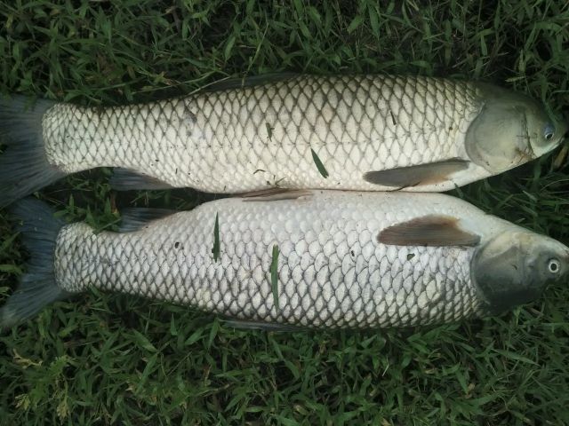 为什么新手钓得到大鱼,新手钓大鱼易跑鱼原因