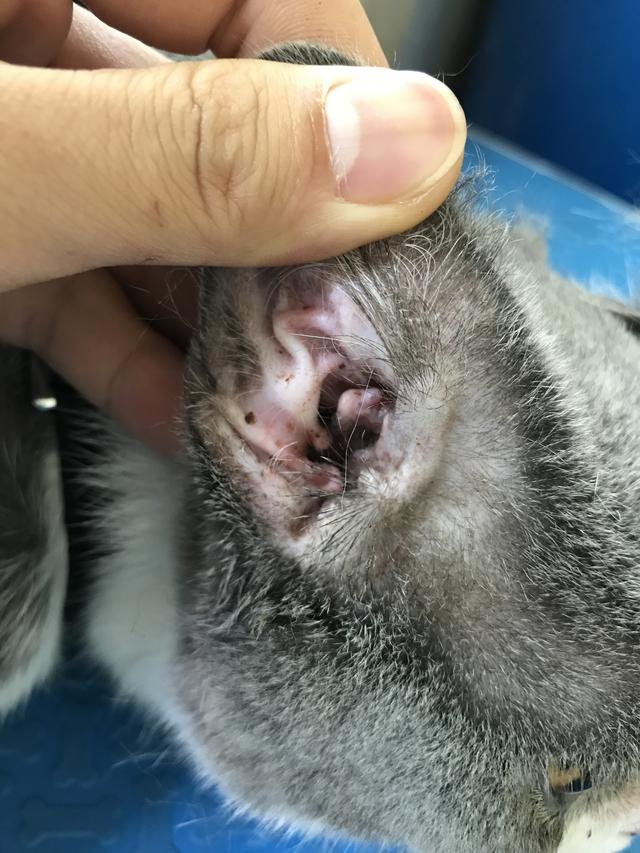 吸猫的科学依据来了,教你如何获得一只猫