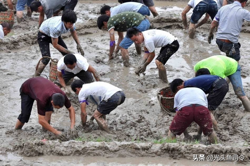 儿歌池塘里小泥鳅,池塘泥鳅儿歌