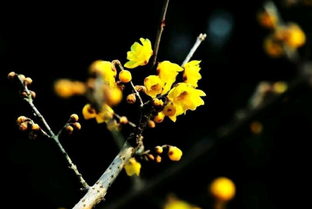 傲雪凌霜的腊梅正在绽放,傲立寒冬的腊梅