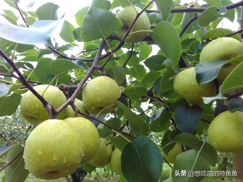 宿州萧县特色美食,宿州地道美食椒胡子