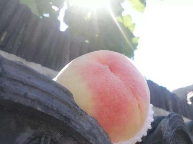 真正的阳山水蜜桃,阳山水蜜桃真的有那么好吃吗