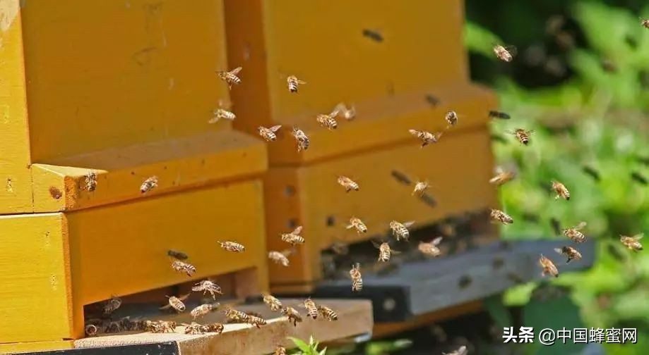 蜜蜂养殖怎么防治蚂蚁？可用废弃矿泉水瓶防治法