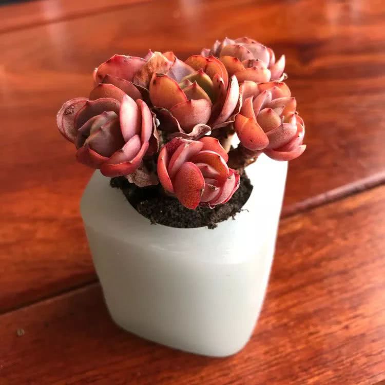 新手小白入坑多肉必看攻略,多肉新手入坑必备指南