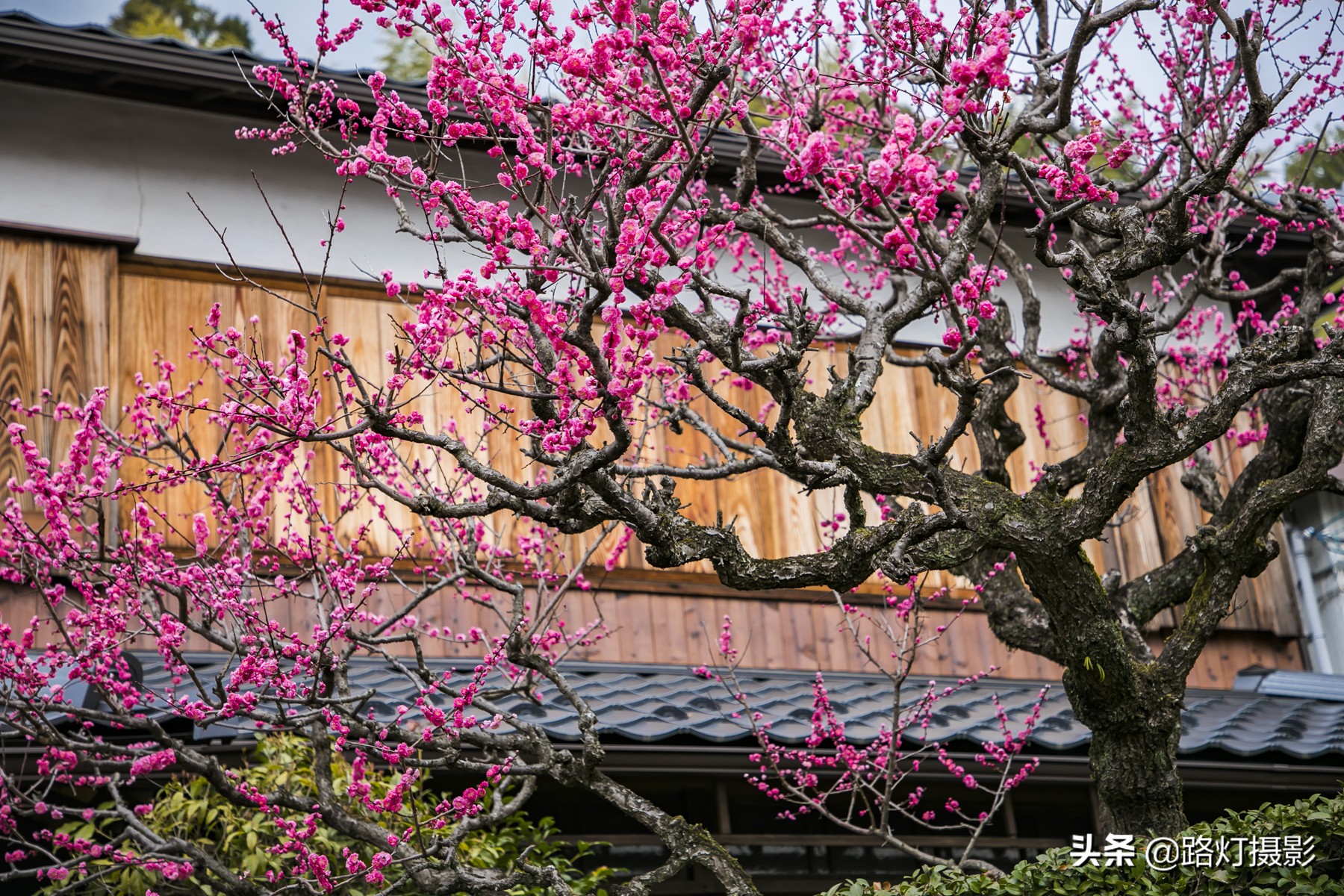 2020日本赏樱花路线,赏樱季去日本看全球最美樱花