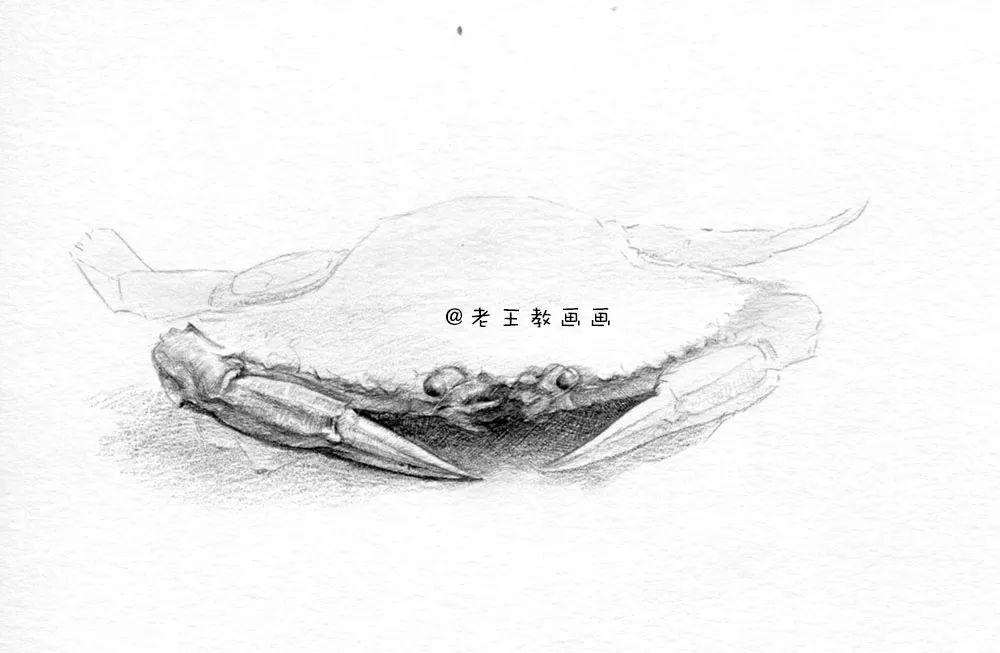 零基础自学画螃蟹入门,零基础学画螃蟹