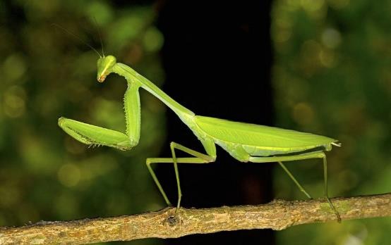 龟类的进化过程图片,龟鳖目动物外形特征