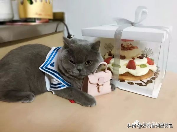 大家的包包和宠物,都太可爱了!