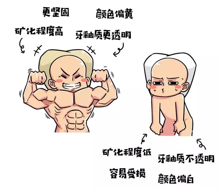 牙齿最坚硬的部分叫什么,怎么判断牙齿的磨损程度