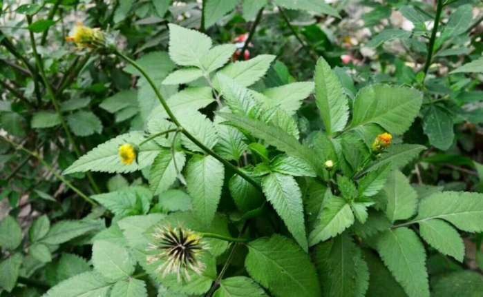 适合山东地区种植的珍稀树种,十种常见观赏草有哪些