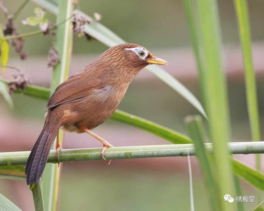 怎样和鸟交流沟通,与鸟沟通的话