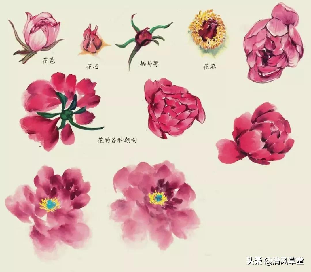 少儿国画花卉画法视频,各种花卉的100种画法