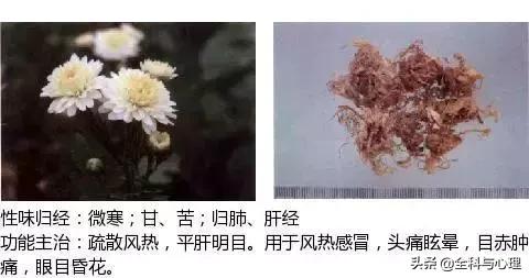 史上最全中草药图谱（附主治功效）（一）