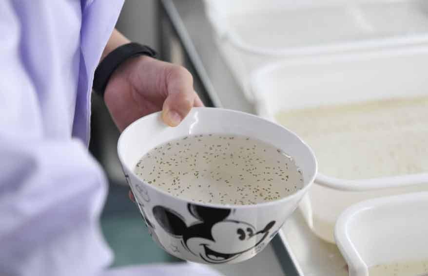 全球约80种疾病通过蚊子传播！有一群人专业养蚊子