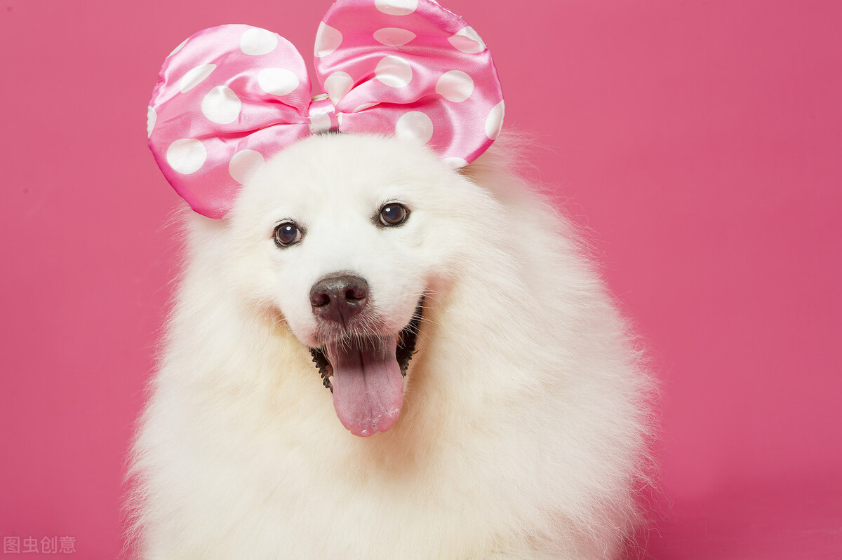 萨摩耶如何挑选喂养以及常见疾病小知识爱它就请花点时间做好功课