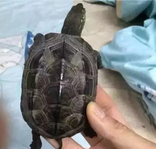 重口味慎入！美女玩起了大肉虫子，竟盘得又红又亮！