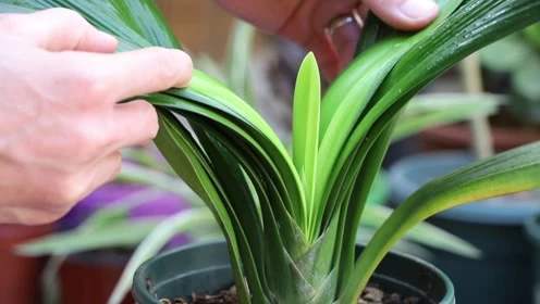 如何防止君子兰叶片晒伤,养了三年的君子兰有黄叶什么情况