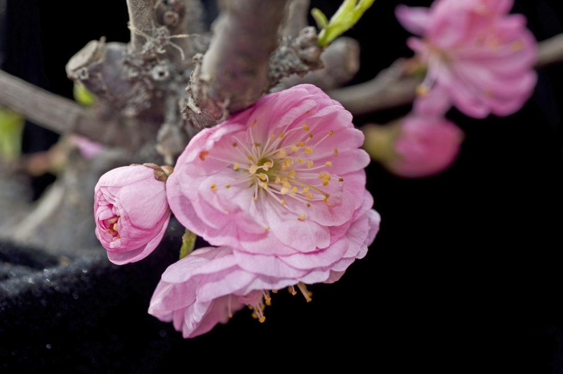 春天开的娇艳的花,春天开的花都有什么迷人的花
