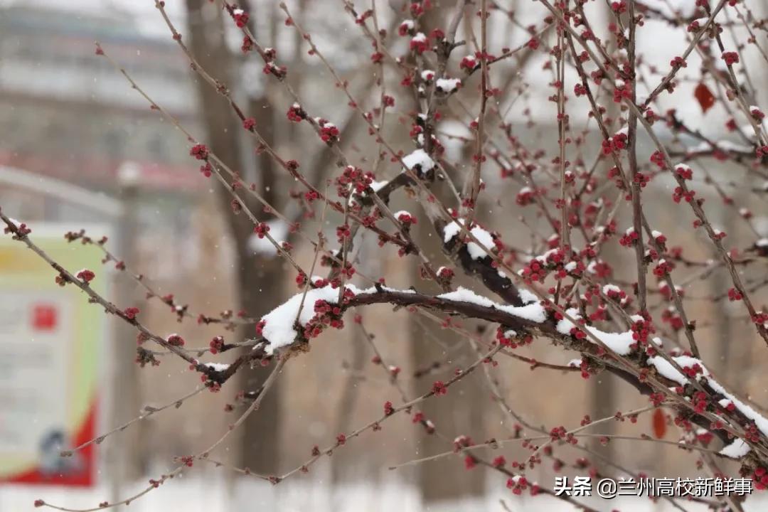 兰财校花,高校校花青春来袭你pick哪一款