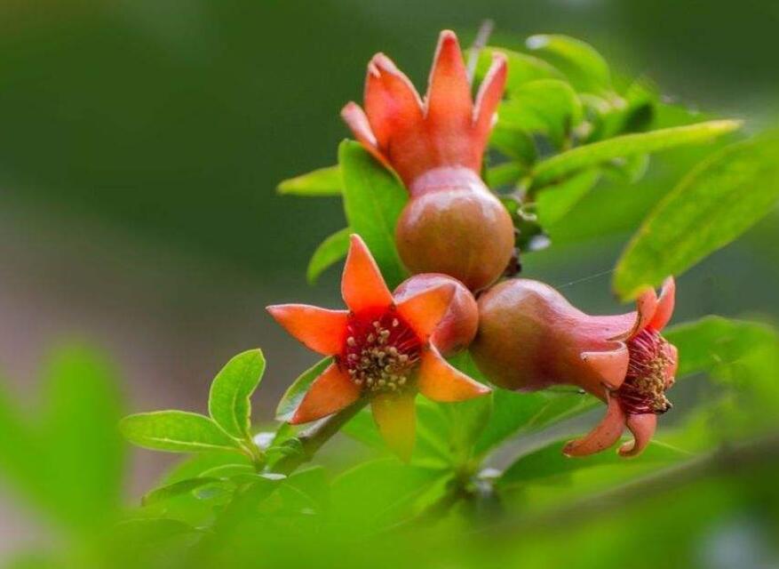 石榴盆栽怎么养才能更旺盛,石榴盆栽怎么养护和管理