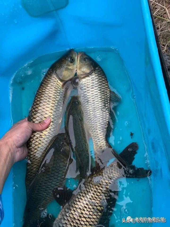 郭宅水库，老鬼“老三样”显神威